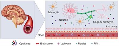 Rejuvenation factor PF4: a potential gatekeeper for neurodegenerative diseases